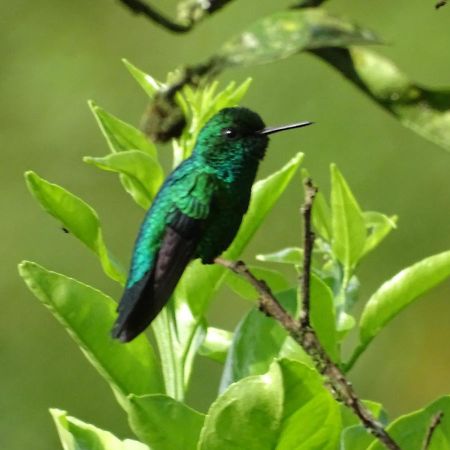 Hacienda Guayabal Villa Chinchina Bagian luar foto